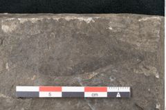 Foto (Detailansicht) von Myrica saliicina Unger (NHMW-GEO-2024-0188-7962)